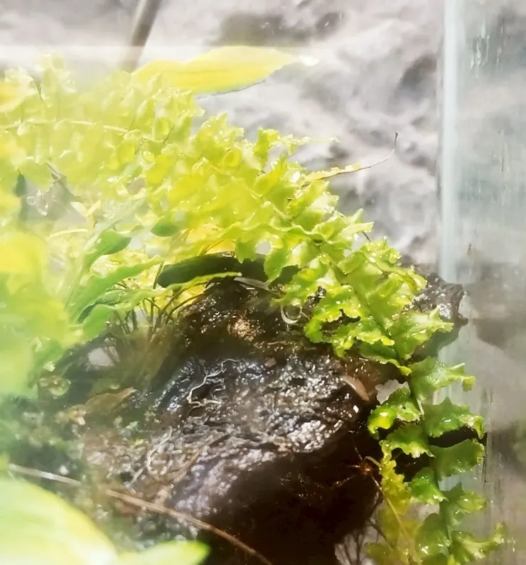 東方蠑螈 --- 葉子下的蠑螈跟跟石頭好像!!