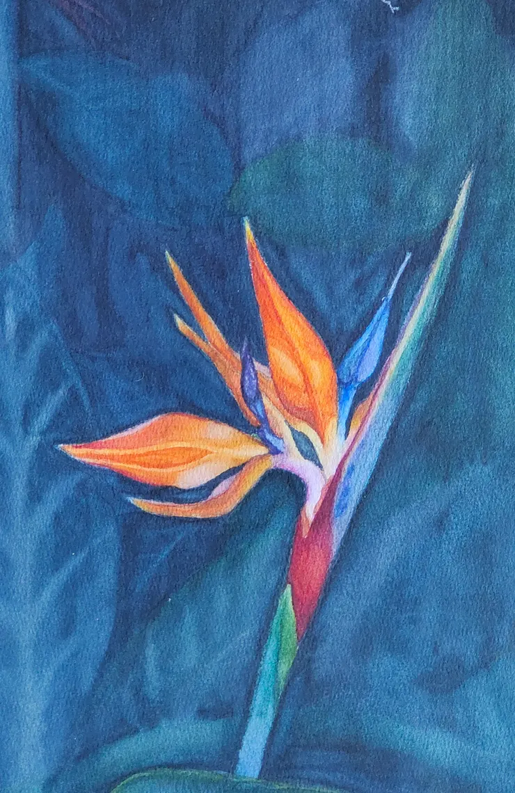 天堂鳥之二，水彩，8開。葉子模糊後，好像也沒比較好。不過，我也太認真了吧！