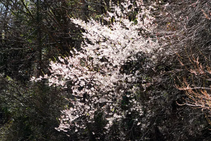 3號~霧社櫻花群