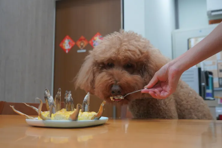 圖說：特製寵物生日蛋糕，讓毛孩大享美食。（資料來源：臭味滾）