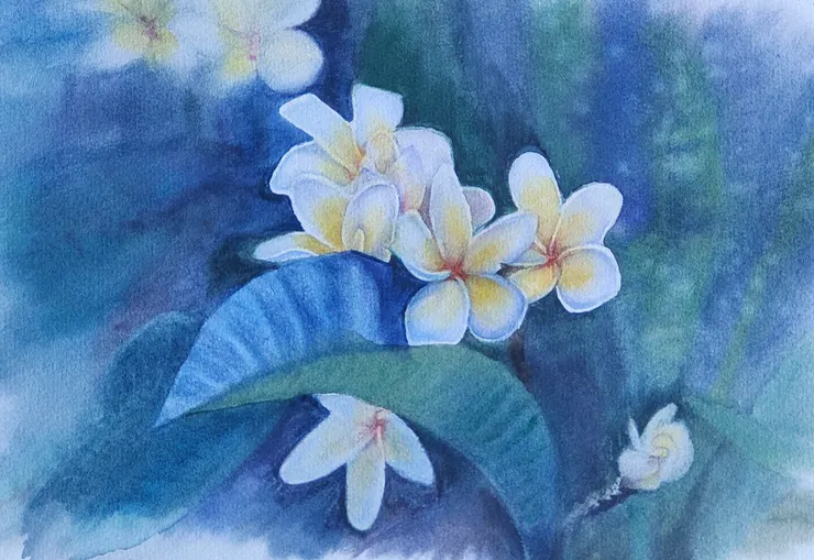 緬梔，雞蛋花，水彩，8開。白色的花困難表現層次，最難畫。