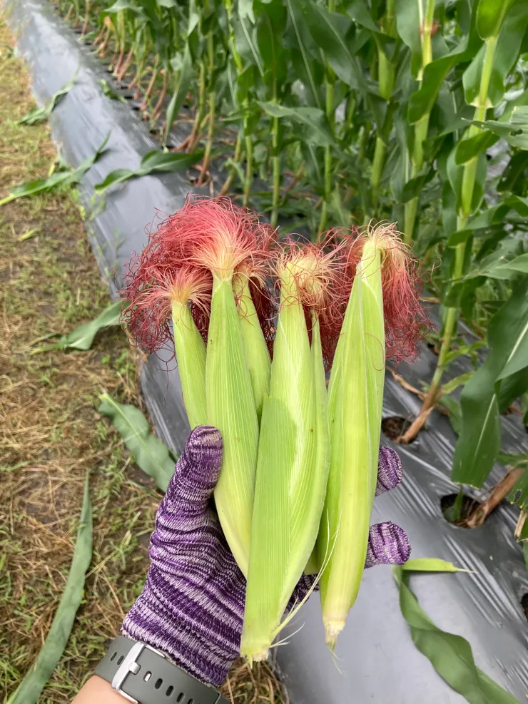 新鮮現採玉米筍！