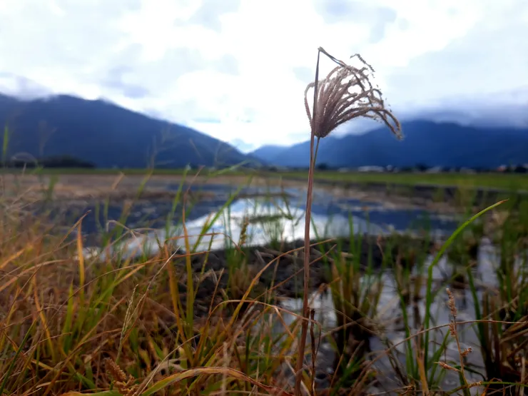池上的風景很清澈舒服,金黃稻田在微風吹拂下十分舒適。