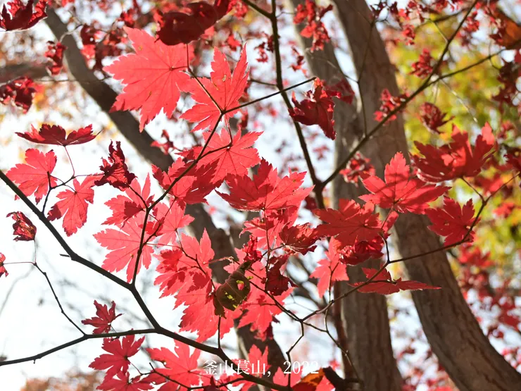 11月還能看到一些楓葉