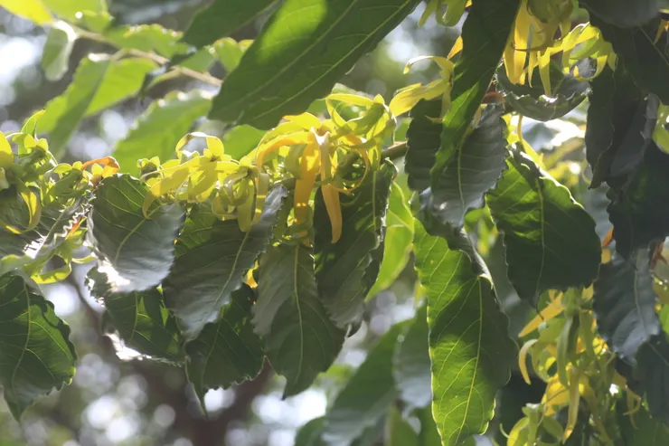 依蘭是釋迦的親戚。被名為「香水樹」，有著「香水之后」尊號的依蘭，是傳說中的催情聖品，也是香奈兒五號的神秘配方。