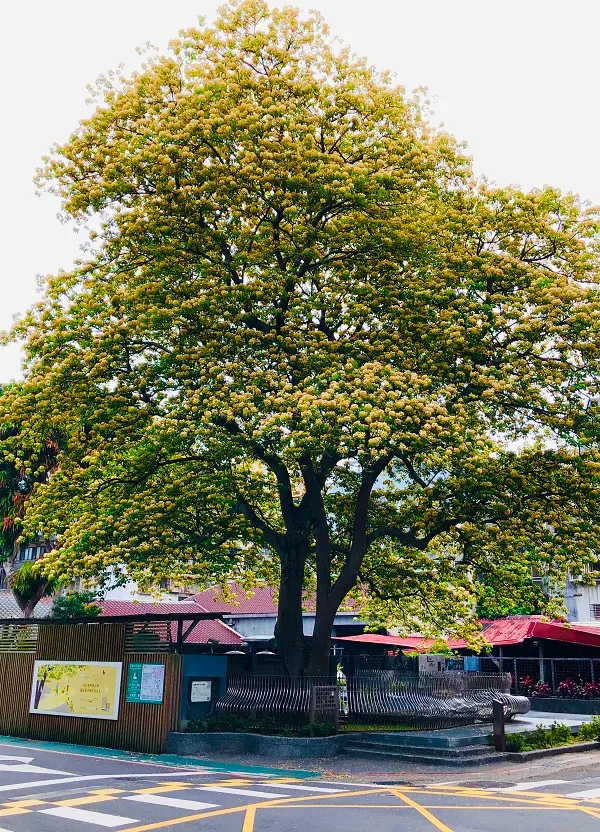 高達15公尺的＂溫州公園＂地標～加羅林魚木