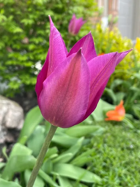 前園的紫色鬱金香，送給各位朋友，祝母親節快樂！