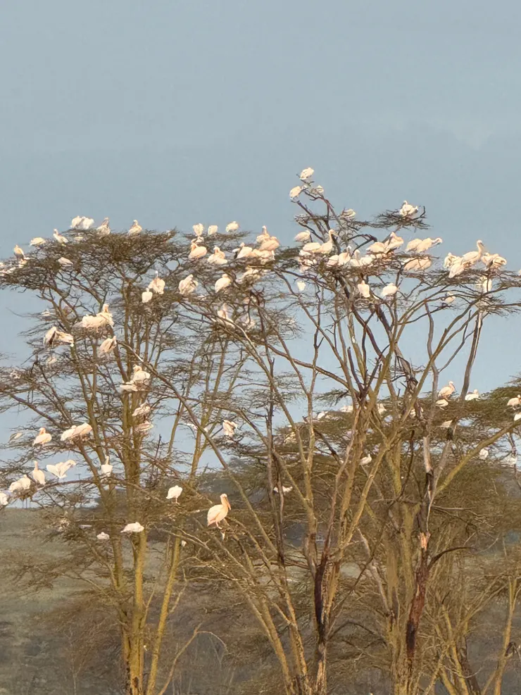 蹲在樹上的pelicans!非常壯觀