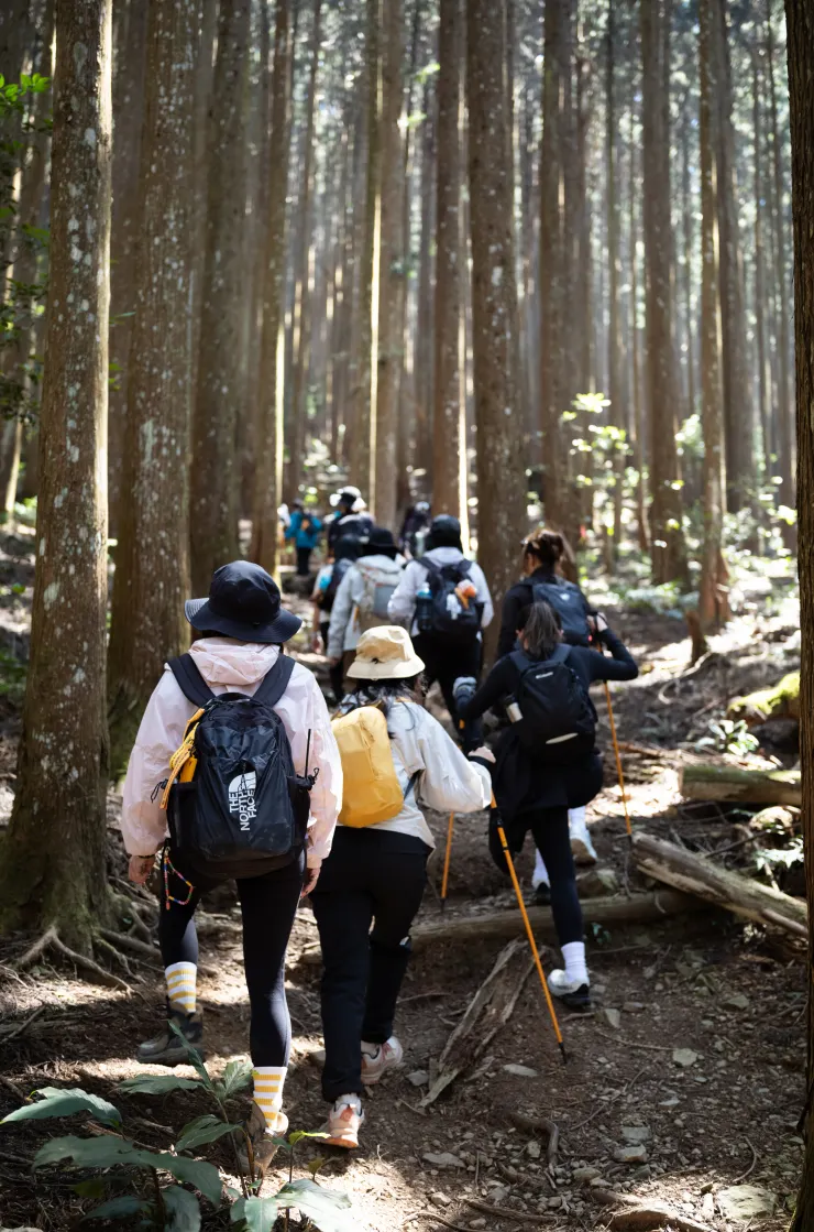 民都有山舒適的柳杉山徑