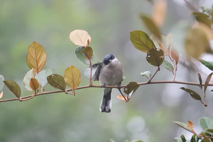 “手手太累，要放在葉上休息一下”