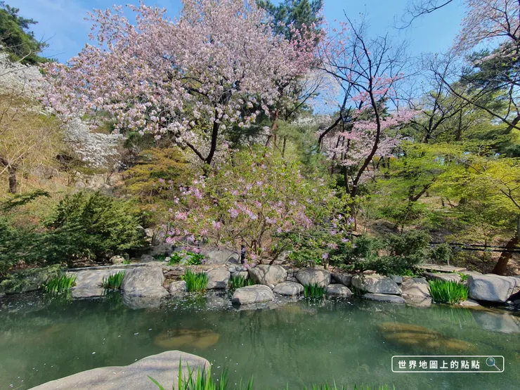 青瓦臺庭苑內櫻花水塘