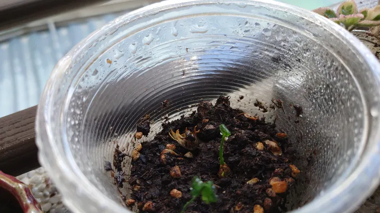 趁我不注意長這麼高（2025/02/11攝）