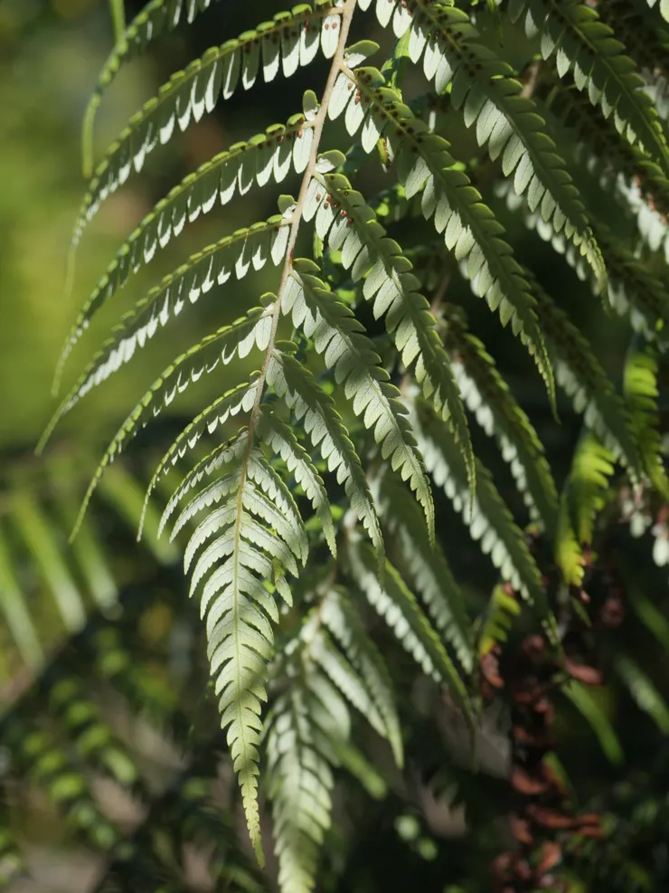 沿途多可見樹蕨(Silver Fern),葉背閃閃發光為其特色。