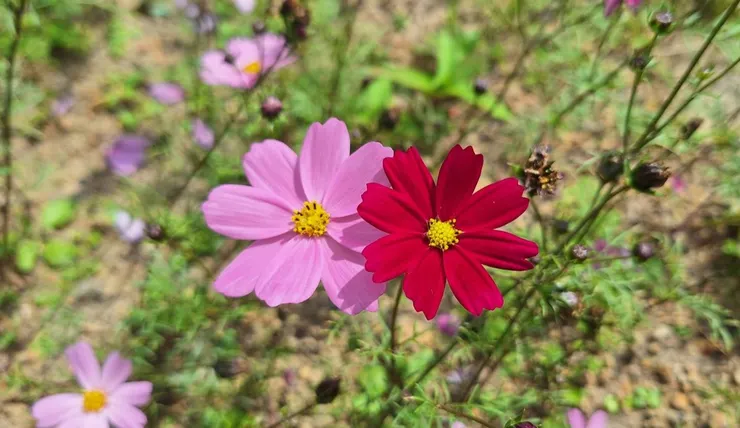 大波斯菊的紅花與粉花