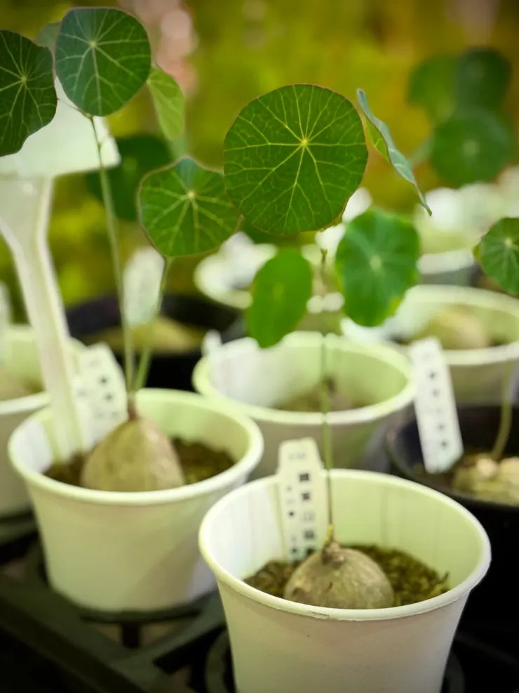 圓葉山烏龜很有特色