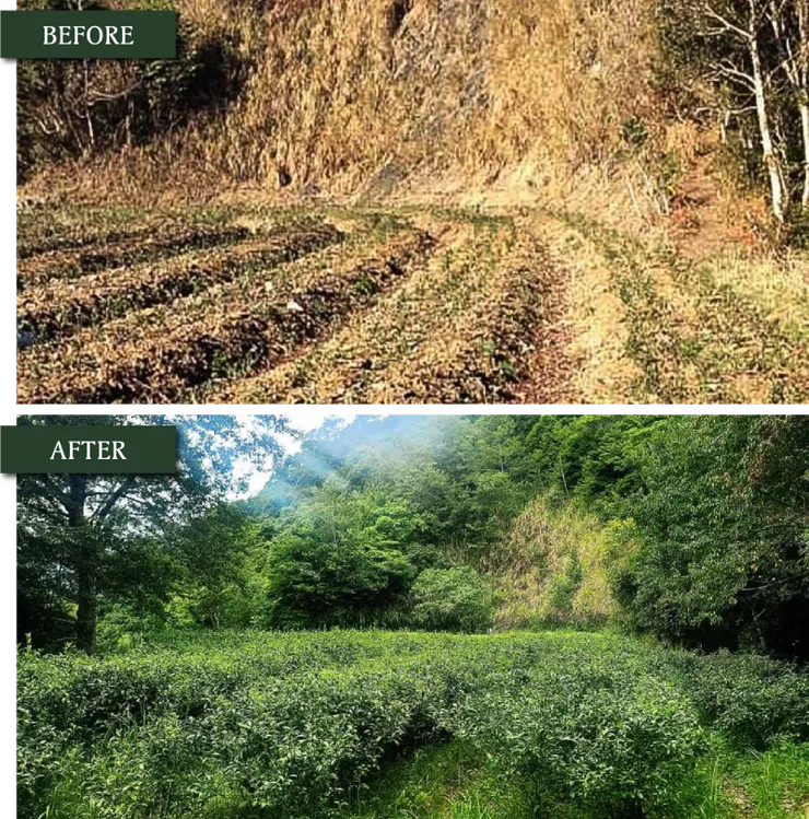 ▲拉拉山茶園不除草、不施肥、不灌溉，維持生態平且產量成長。(新生永續顧問提供)