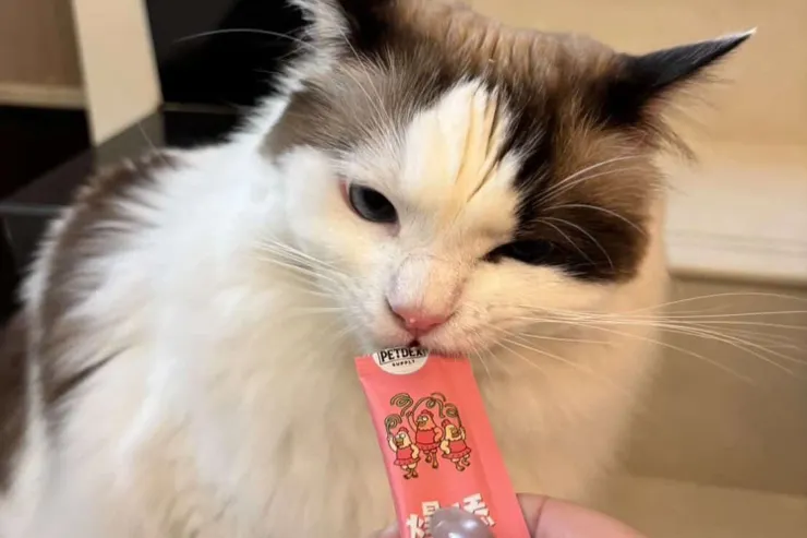 貓咪零食以不超過每日總熱量10%為基準調整。