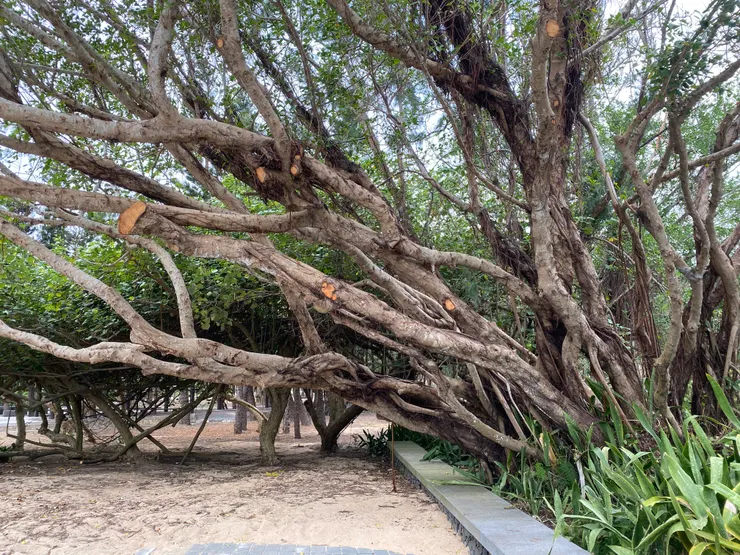 被東北季風吹歪的樹