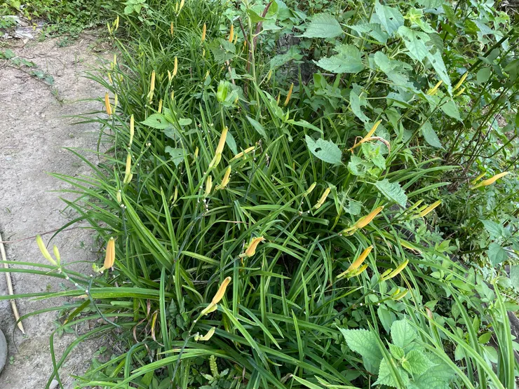 可以收成的金針花苞