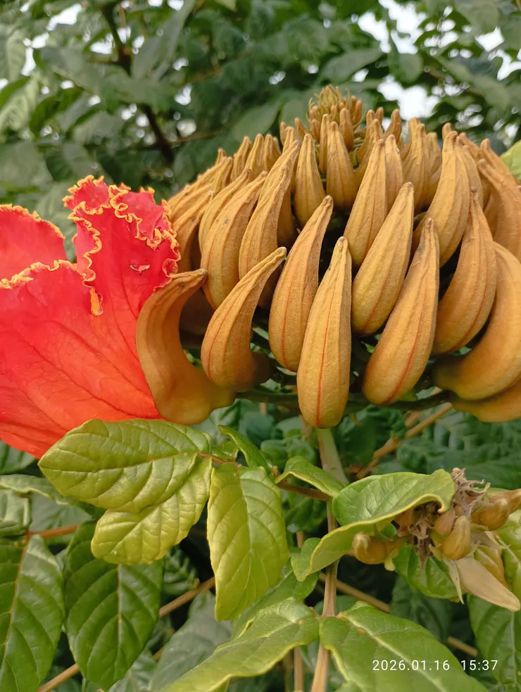 恨芳菲游人未賞，皆自拍攝