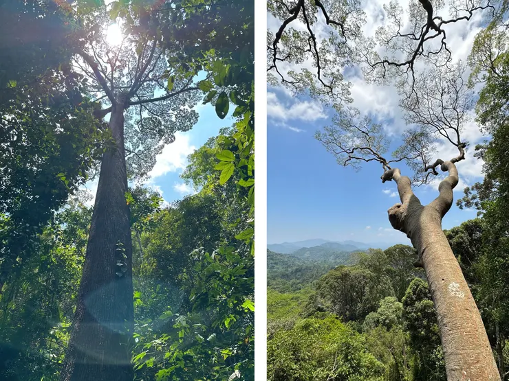 大自然的視覺饗宴，在樹枝上看樹