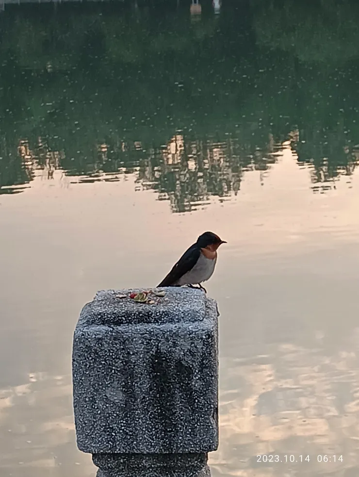 九曲橋上沉靜中的家燕，自攝