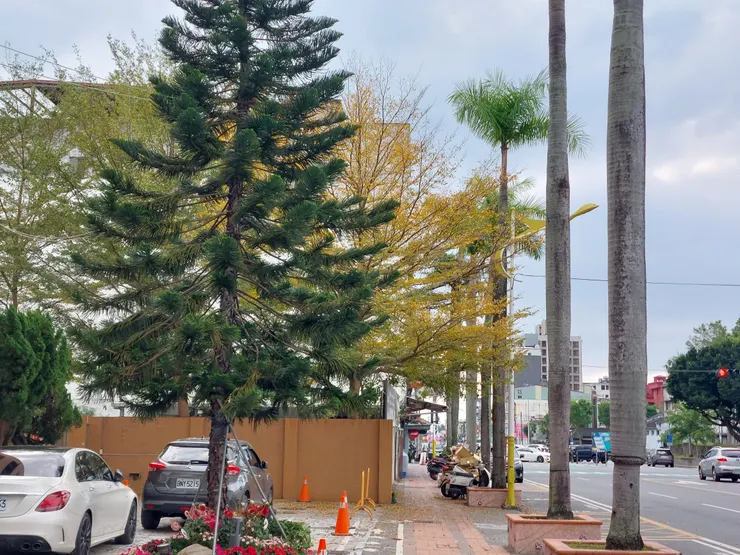 台電邊的樹 / 資料來源：我自己