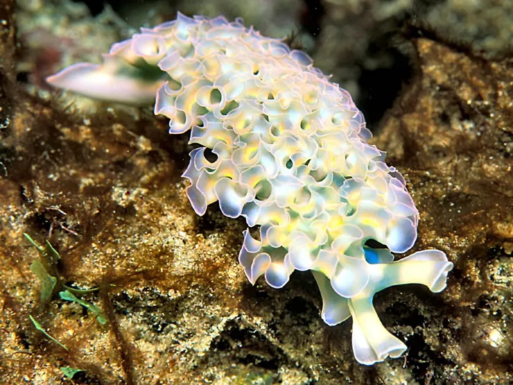 萵苣海天牛。By LASZLO ILYES from Cleveland, Ohio, USA - Lettuce Sea Slug, CC BY 2.0