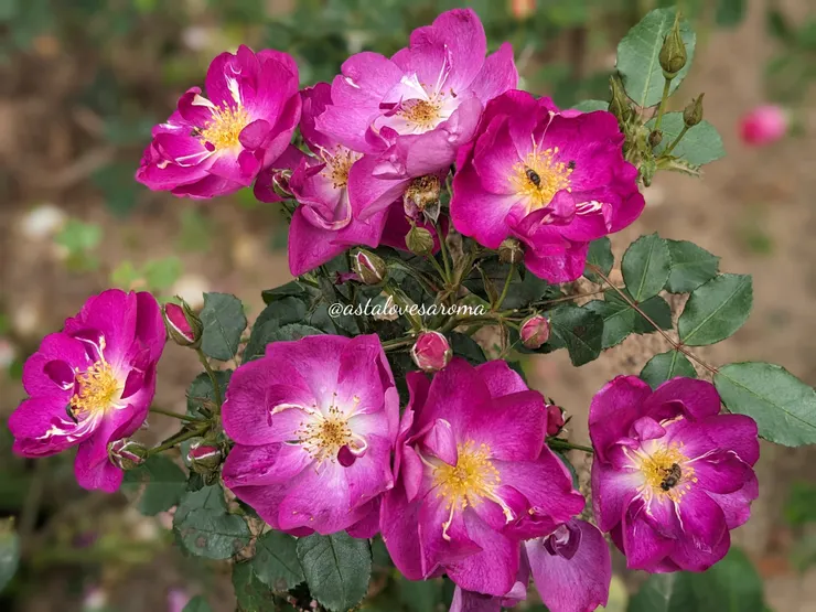 應該是【藍色夢想】玫瑰?