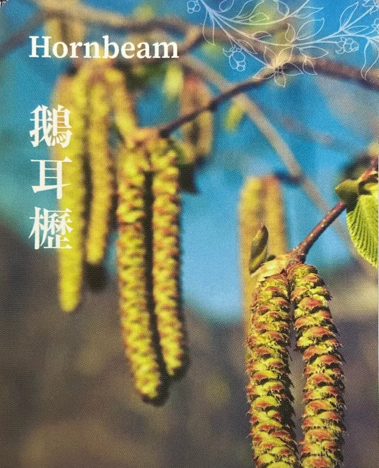照片來源:巴赫花精神諭卡