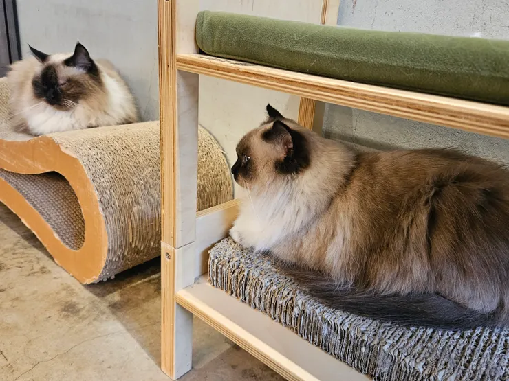 兩顆黑糖麻糬🥹