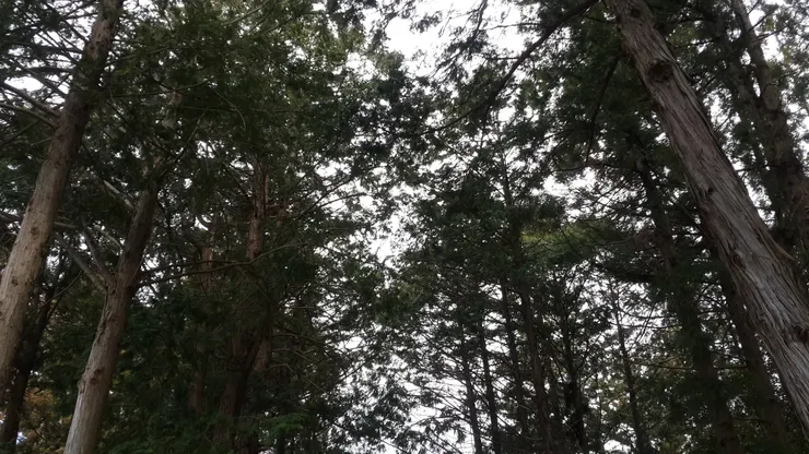 風吹樹木葉子的聲音很好聽