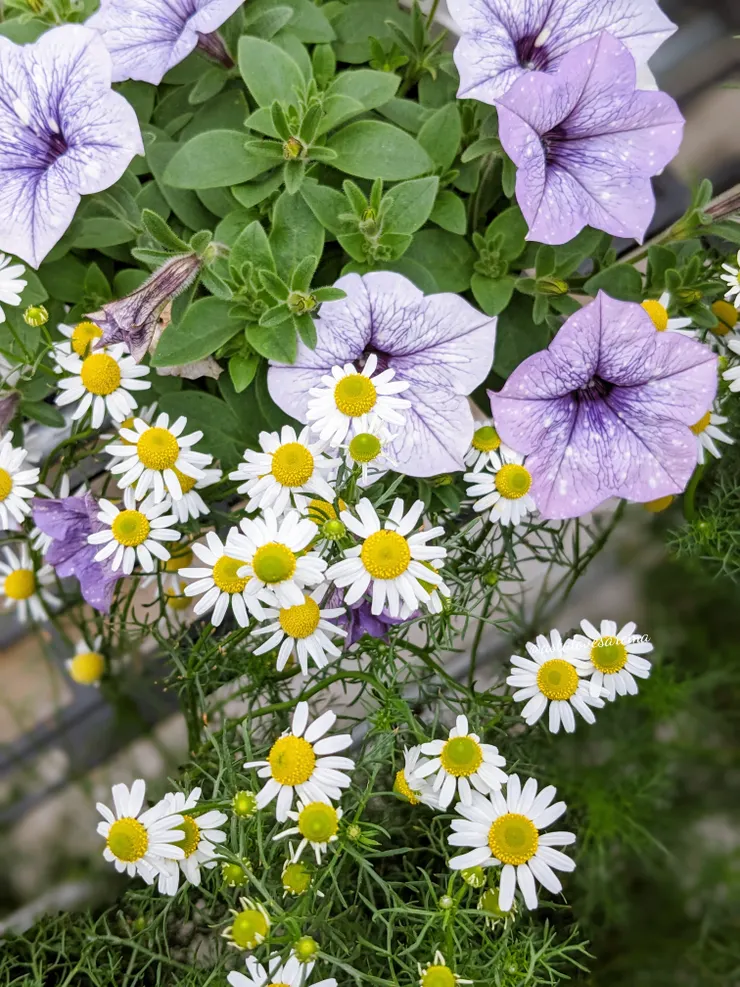 德國洋甘菊與矮牽牛