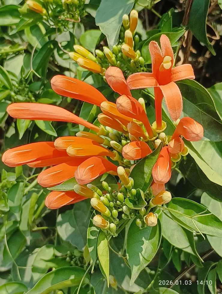 炮仗花型極似過農曆年時放的”排仗炮”！