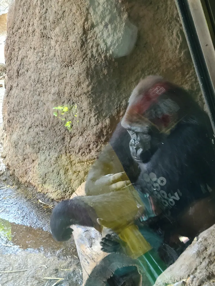 上野動物園大猩猩
