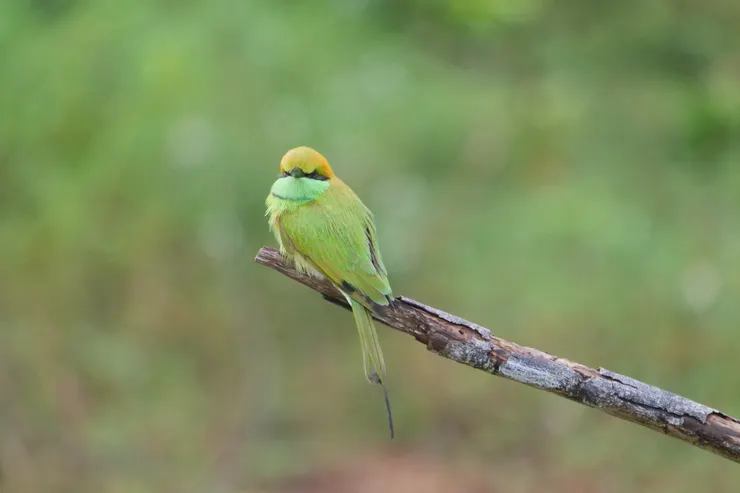很近距離的Little Green Bee eater