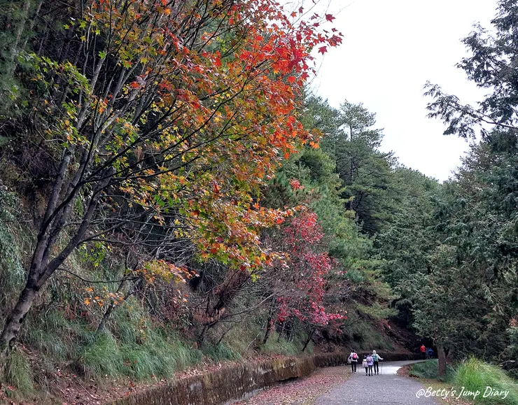 ▲台中「大雪山國家森林遊樂區」/圖片來源：Betty's Jump Diary