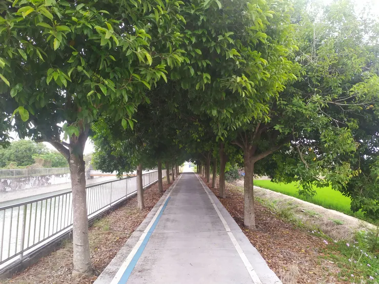 水圳綠道沿途有不少茂密的樹蔭可以乘涼。