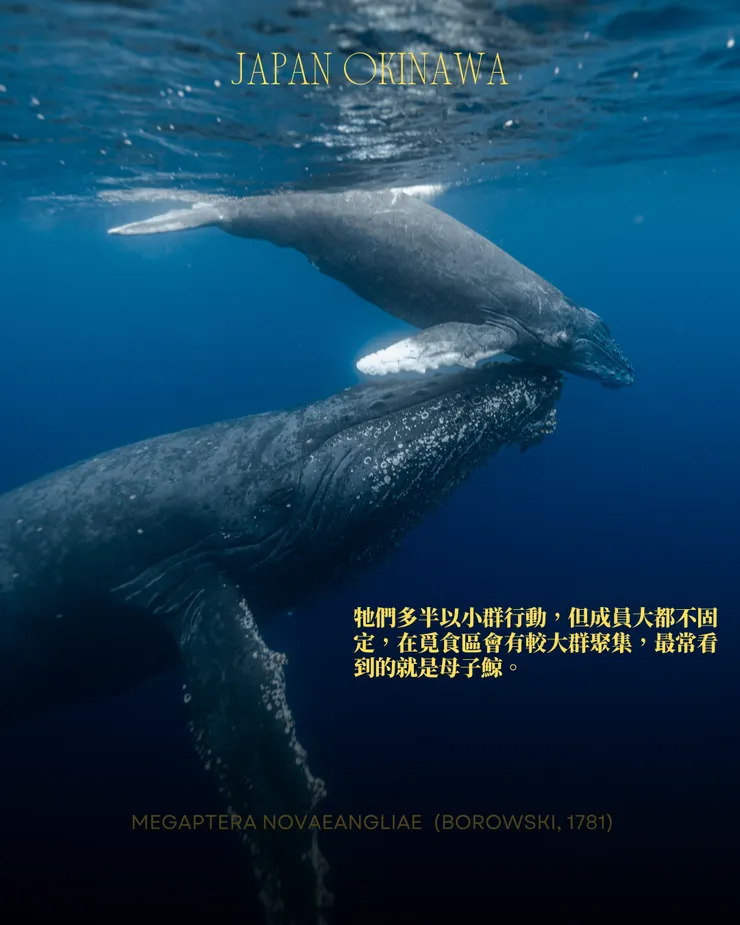 攝影｜𝖳𝖸𝖫𝖤𝖱 𝖳𝖠𝖭𝖠𝖪𝖠