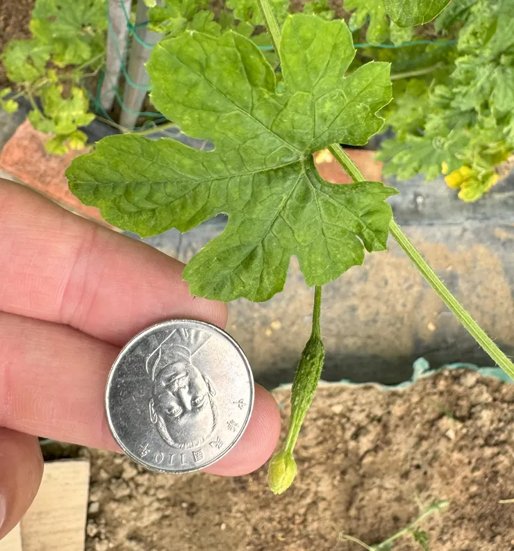 苦瓜小時候，與10元硬幣差不多大小。