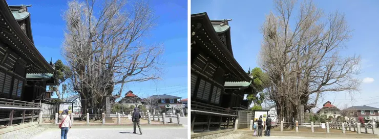 樹齡約1,200年的銀杏樹,千本公孫樹(左為2024年,又為2025年)