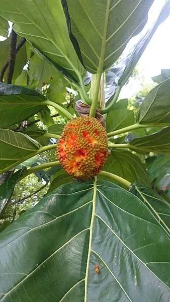 被鳥啃得坑坑巴巴的巴基魯