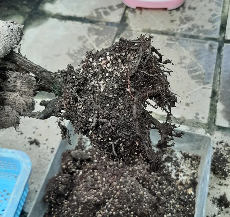 這棵藍莓當初小植物種大盆，即便土中加了很多排水性好的介質(珍珠石)，也依然爛根