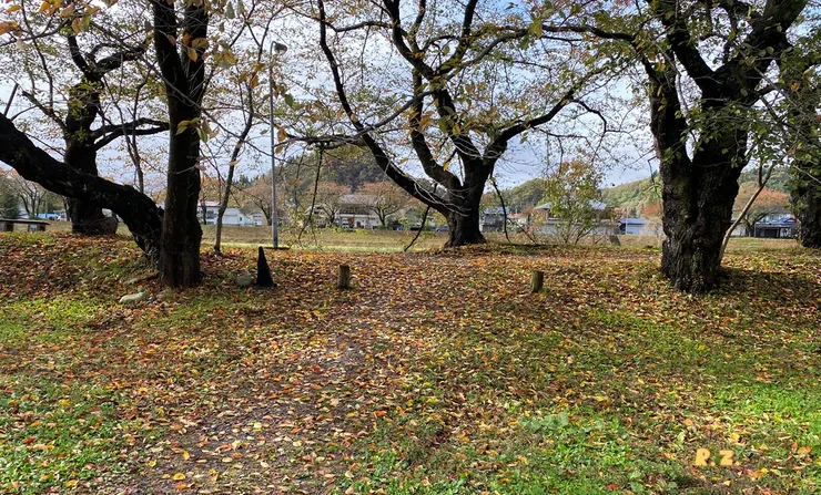 落葉滿地的角館老櫻花樹 ([陳傳義]拍攝)