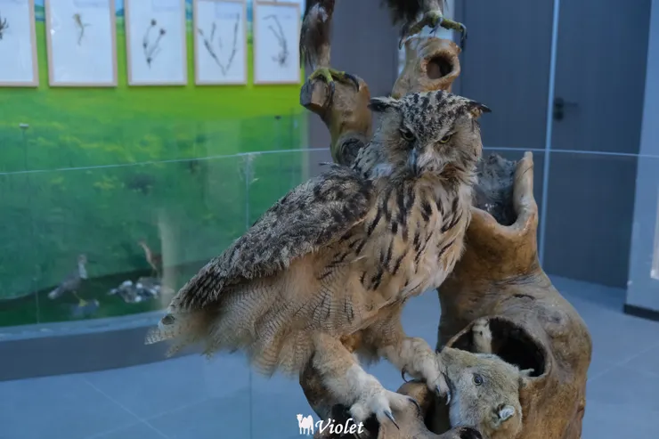 西寧 青海湖 動物標本