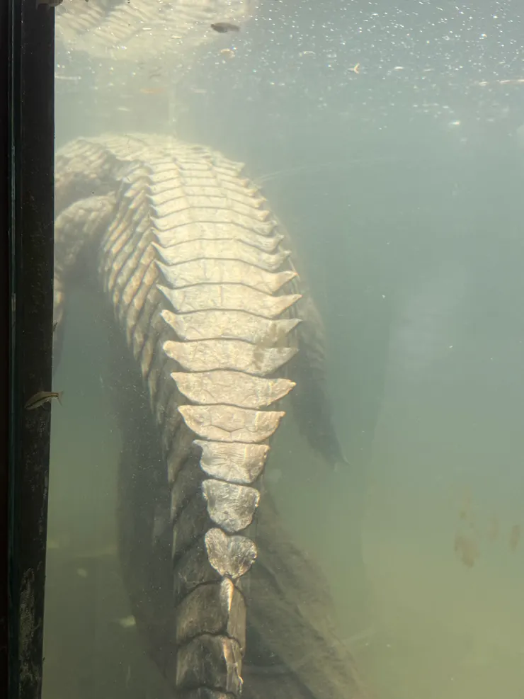 2026/02/17 鱷魚二號水中照