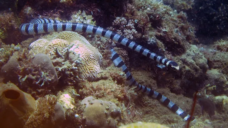 【黃唇青斑海蛇】帶有黑、藍相間的環紋,唇部呈黃色。(圖片來源:Tim Wilms)