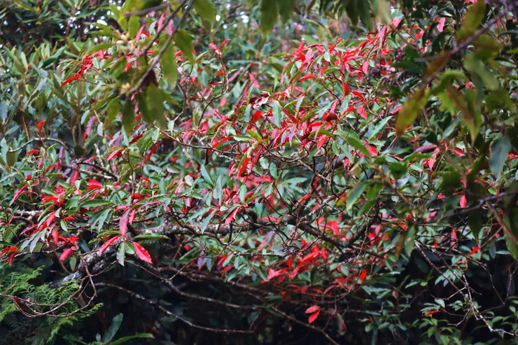 樹上殘留的紅葉