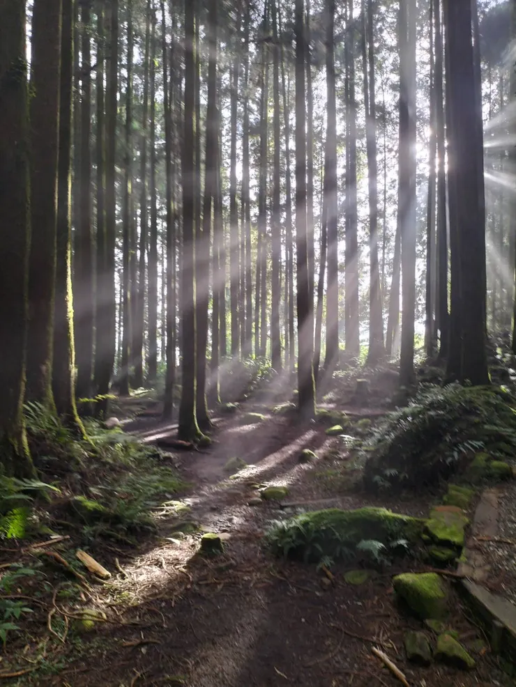 陽光穿林（二萬坪黑森林）