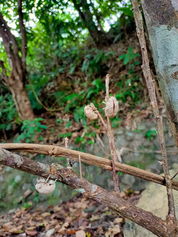 破土而出成為成蟲的最後一次蛻殼,這個蟬蛻也是一味中藥材呢!